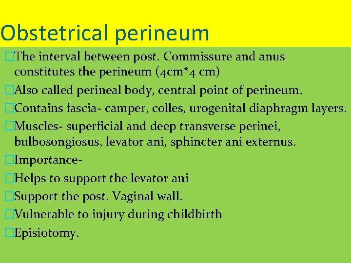 Obstetrical perineum �The interval between post. Commissure and anus constitutes the perineum (4 cm*4