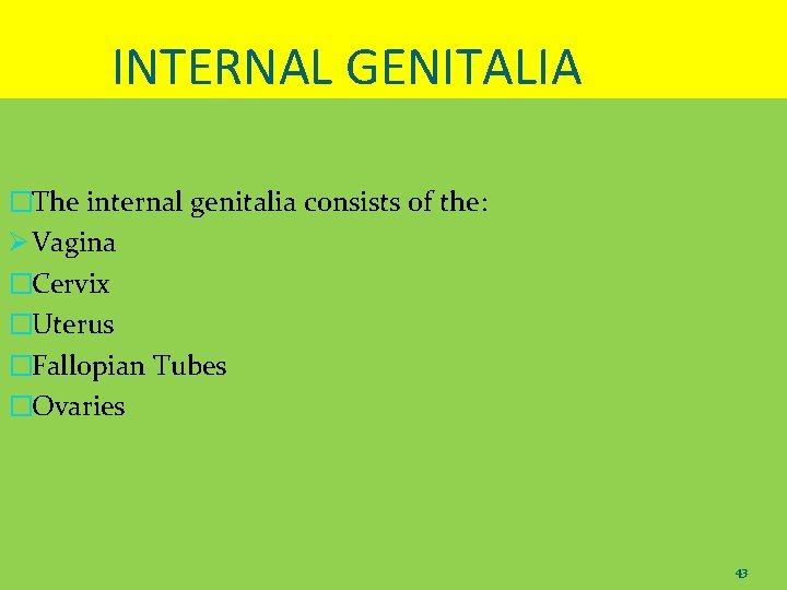 INTERNAL GENITALIA �The internal genitalia consists of the: Ø Vagina �Cervix �Uterus �Fallopian Tubes