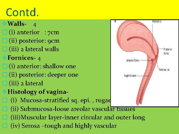 Contd. v. Walls- 4 � (i) anterior : 7 cm � (ii) posterior: 9