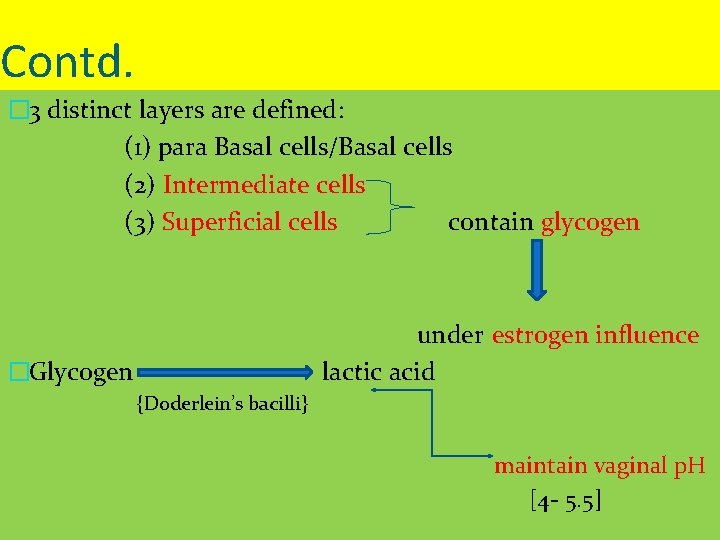 Contd. � 3 distinct layers are defined: (1) para Basal cells/Basal cells (2) Intermediate