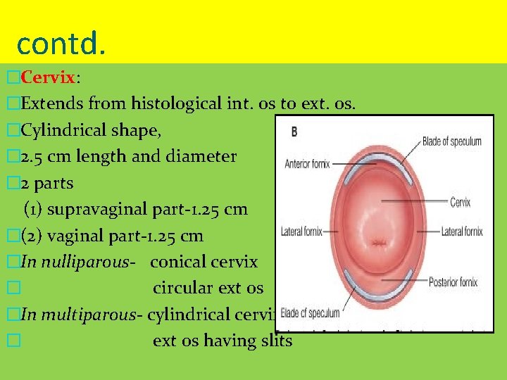 contd. �Cervix: �Extends from histological int. os to ext. os. �Cylindrical shape, � 2.