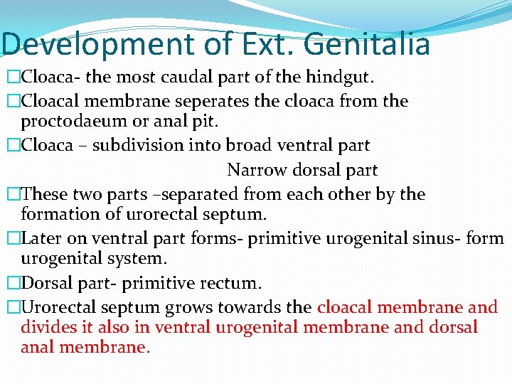 Development of Ext. Genitalia �Cloaca- the most caudal part of the hindgut. �Cloacal membrane