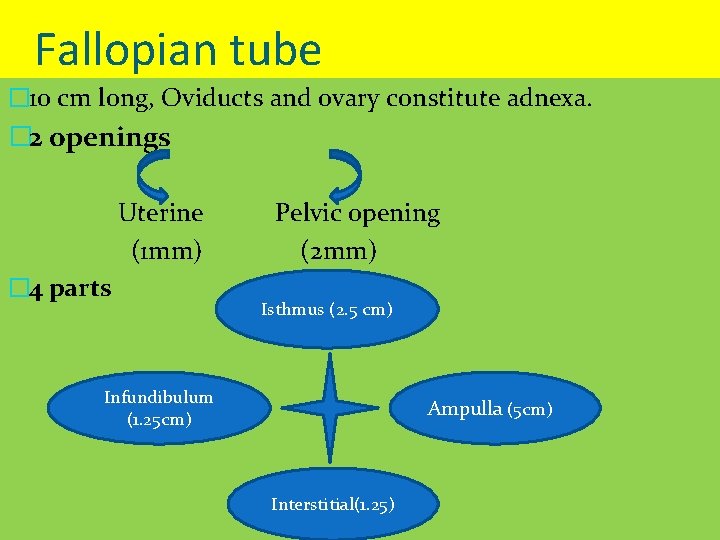 Fallopian tube � 10 cm long, Oviducts and ovary constitute adnexa. � 2 openings