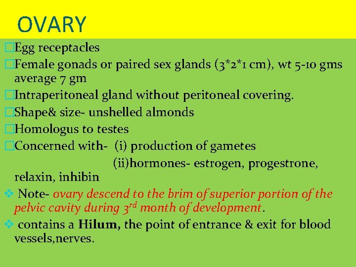 OVARY �Egg receptacles �Female gonads or paired sex glands (3*2*1 cm), wt 5 -10