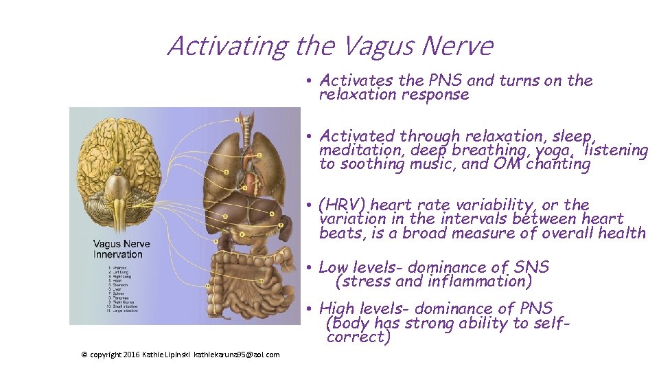 Activating the Vagus Nerve • Activates the PNS and turns on the relaxation response