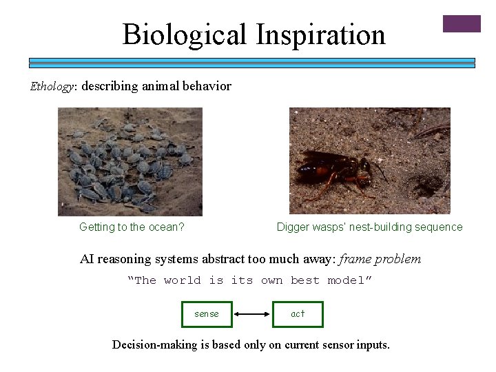 Biological Inspiration Ethology: describing animal behavior Getting to the ocean? Digger wasps’ nest-building sequence