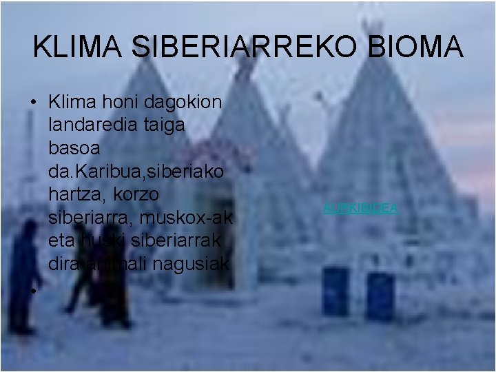 KLIMA SIBERIARREKO BIOMA • Klima honi dagokion landaredia taiga basoa da. Karibua, siberiako hartza,