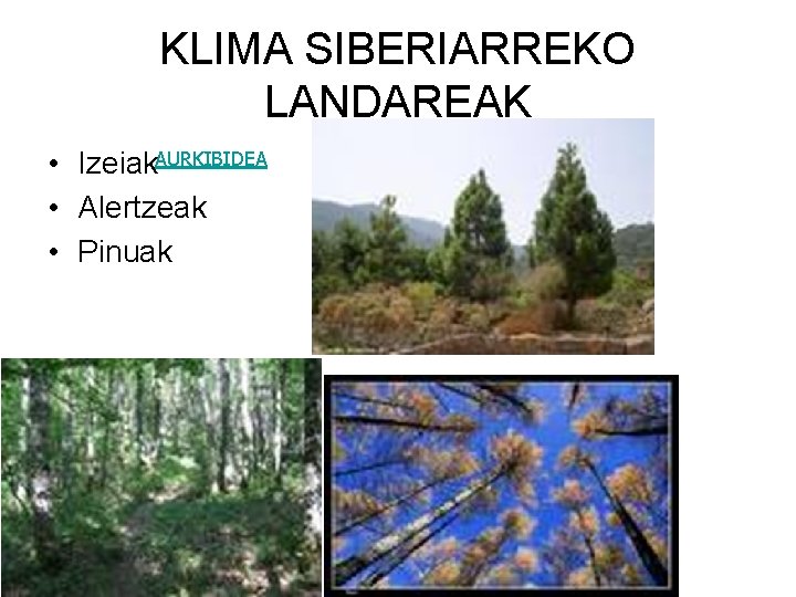 KLIMA SIBERIARREKO LANDAREAK • Izeiak. AURKIBIDEA • Alertzeak • Pinuak 