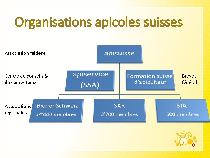 Organisations apicoles suisses Association faîtière Centre de conseils & de compétence Associations régionales Brevet