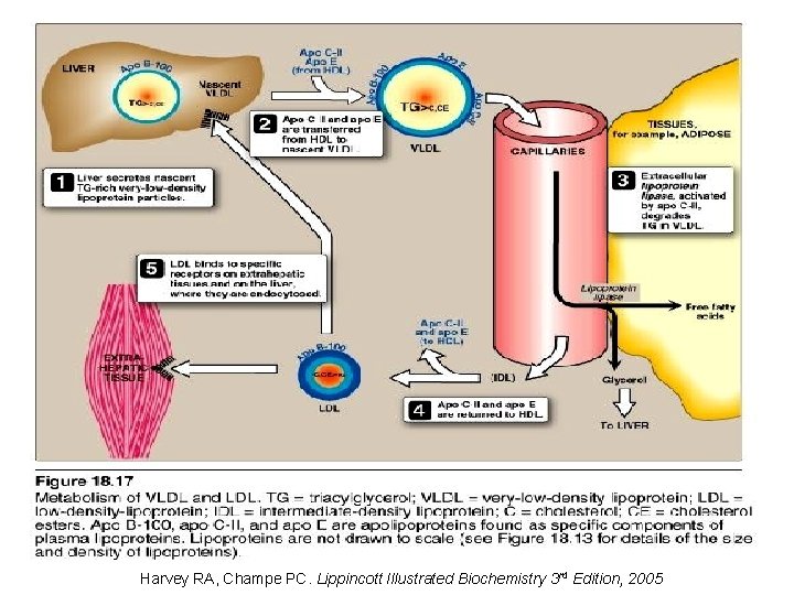 Harvey RA, Champe PC. Lippincott Illustrated Biochemistry 3 rd Edition, 2005 