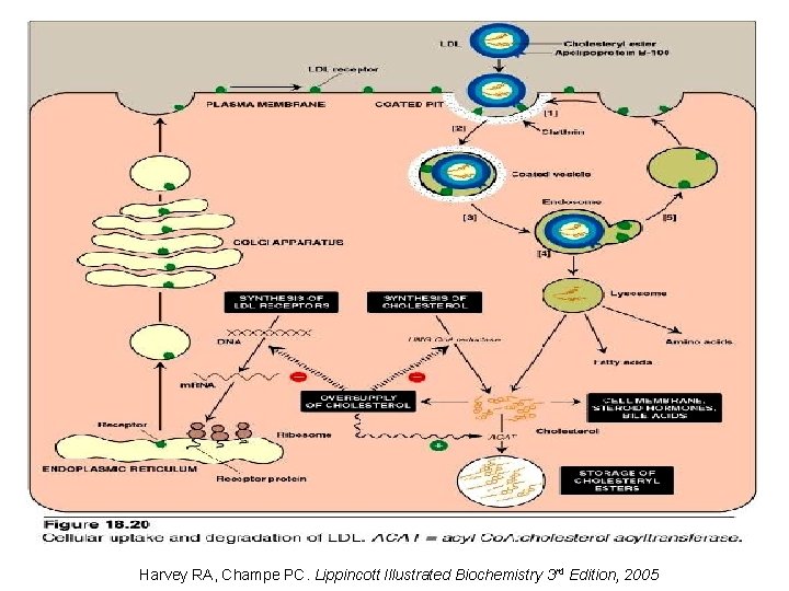 Harvey RA, Champe PC. Lippincott Illustrated Biochemistry 3 rd Edition, 2005 