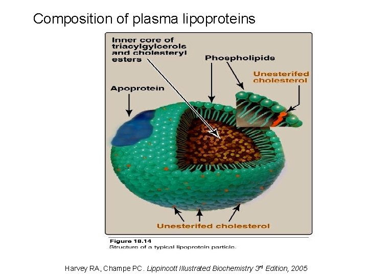 Composition of plasma lipoproteins Harvey RA, Champe PC. Lippincott Illustrated Biochemistry 3 rd Edition,