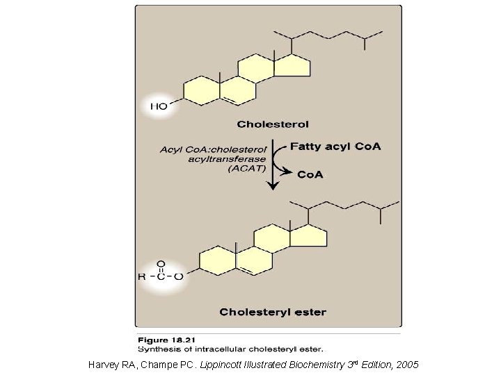 Harvey RA, Champe PC. Lippincott Illustrated Biochemistry 3 rd Edition, 2005 