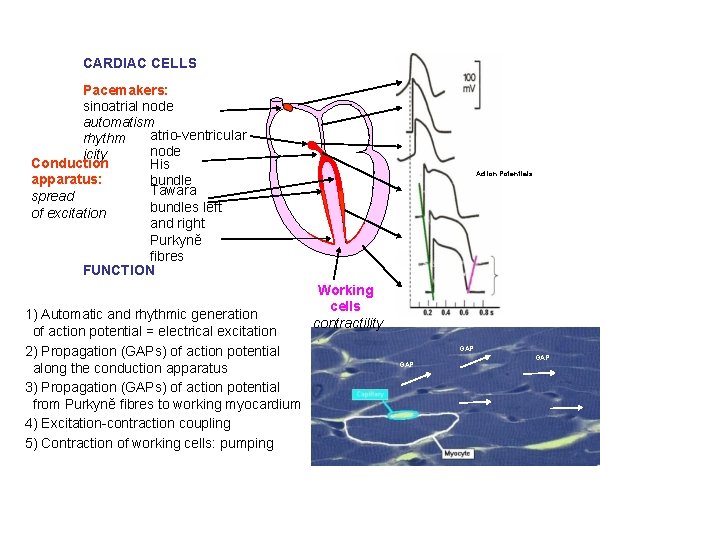 CARDIAC CELLS Pacemakers: sinoatrial node automatism atrio-ventricular rhythm node icity Conduction His apparatus: bundle