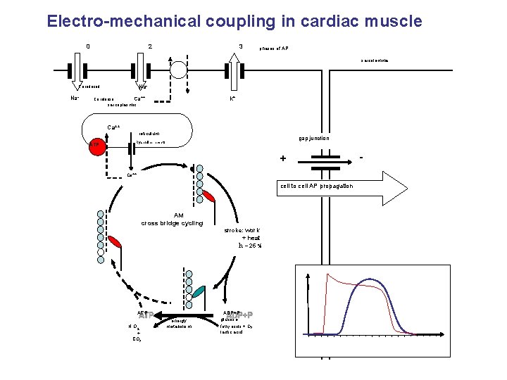 Electro-mechanical coupling in cardiac muscle 0 2 3 phases of AP sarcolemma Na+ Ca