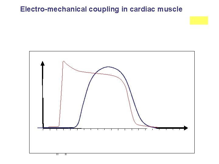 Electro-mechanical coupling in cardiac muscle 