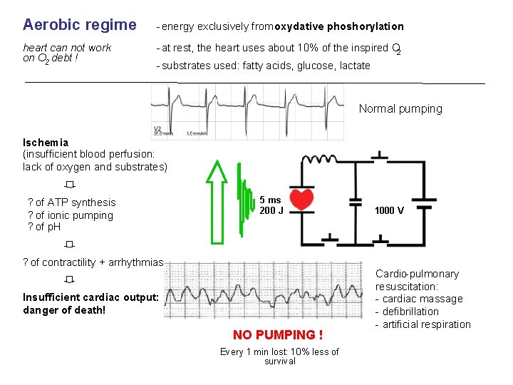 Aerobic regime - energy exclusively from oxydative phoshorylation heart can not work on O