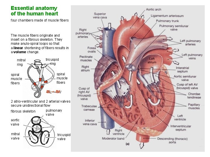 Essential anatomy of the human heart four chambers made of muscle fibers The muscle