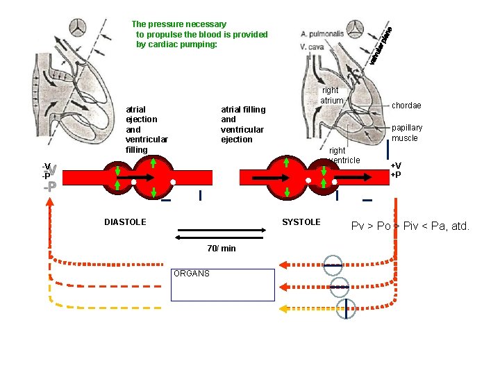 The pressure necessary to propulse the blood is provided by cardiac pumping: atrial ejection