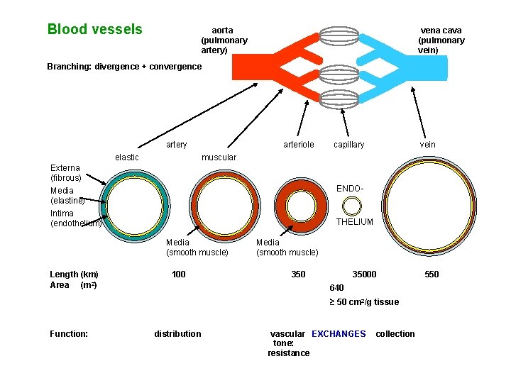 Blood vessels aorta (pulmonary artery) vena cava (pulmonary vein) Branching: divergence + convergence artery