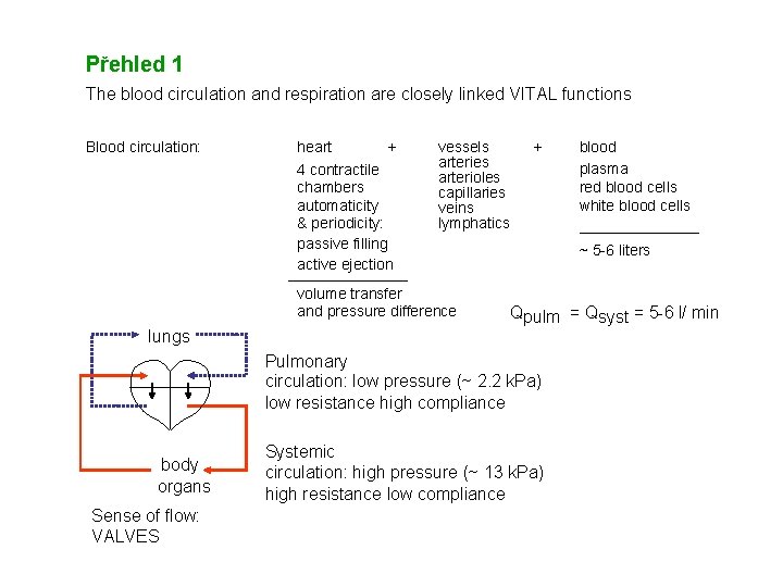 Přehled 1 The blood circulation and respiration are closely linked VITAL functions Blood circulation: