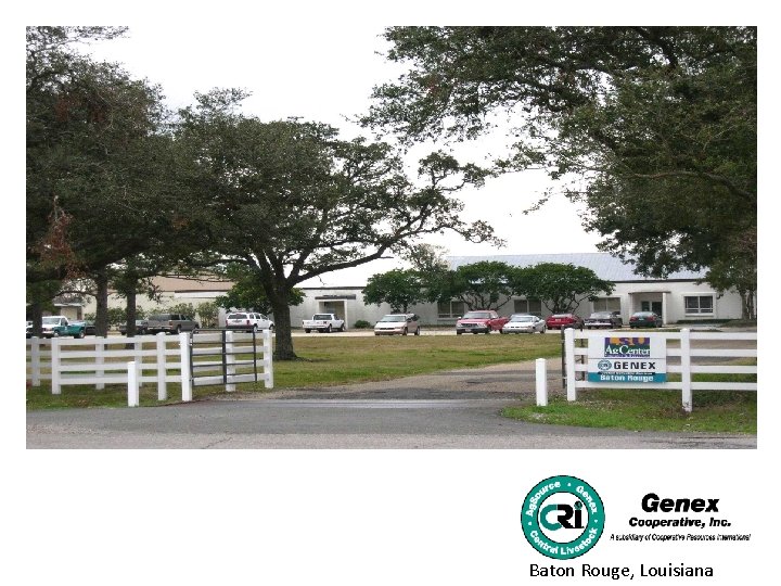 Livonia Louisiana Baton Rouge Louisiana Exporting Semen and