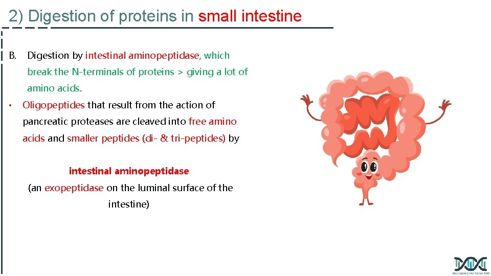 2) Digestion of proteins in small intestine B. Digestion by intestinal aminopeptidase, which break