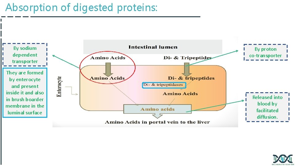 Absorption of digested proteins: By sodium dependent transporter They are formed by enterocyte and