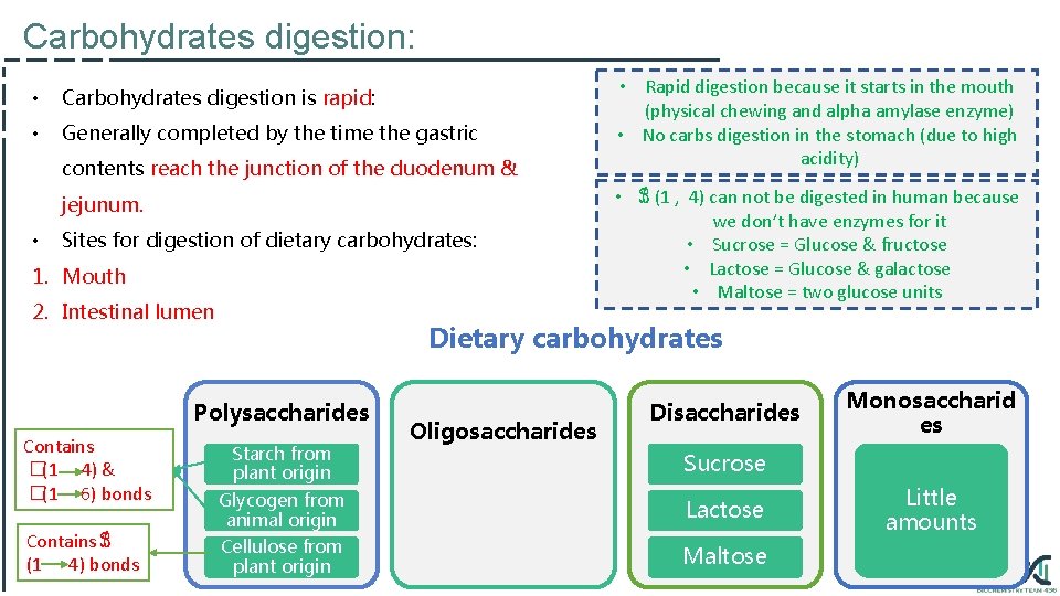 Carbohydrates digestion: • Carbohydrates digestion is rapid: • Generally completed by the time the