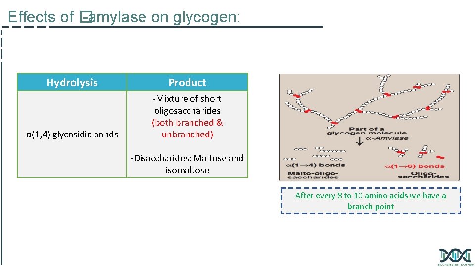 Effects of � -amylase on glycogen: Hydrolysis Product α(1, 4) glycosidic bonds -Mixture of