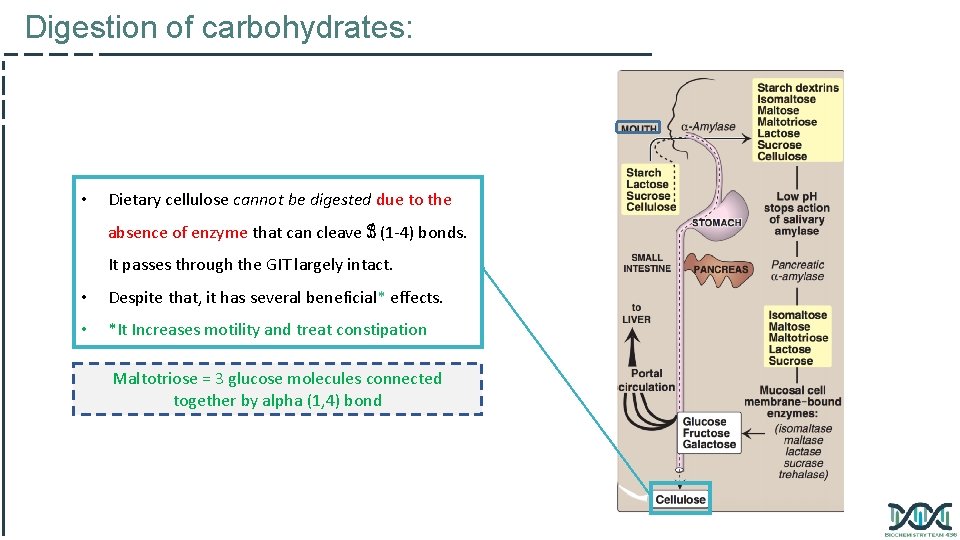 Digestion of carbohydrates: • Dietary cellulose cannot be digested due to the absence of