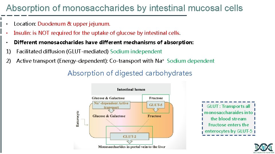 Absorption of monosaccharides by intestinal mucosal cells • Location: Duodenum & upper jejunum. •