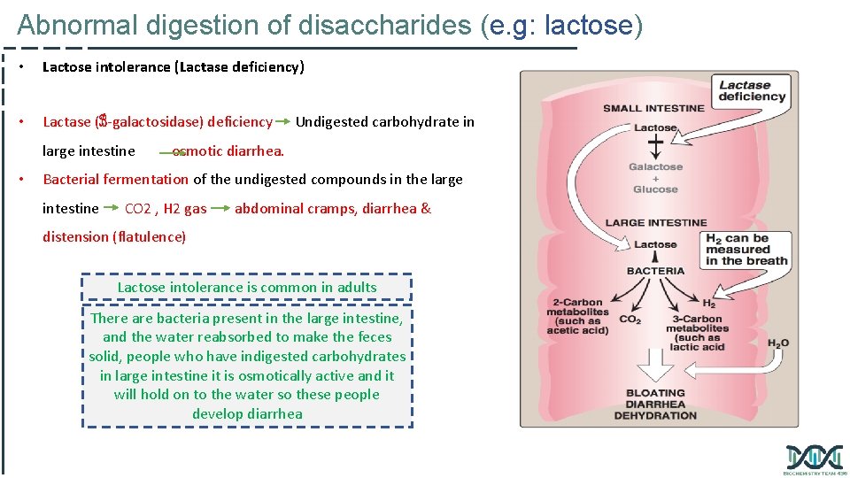 Abnormal digestion of disaccharides (e. g: lactose) • Lactose intolerance (Lactase deficiency) • Lactase