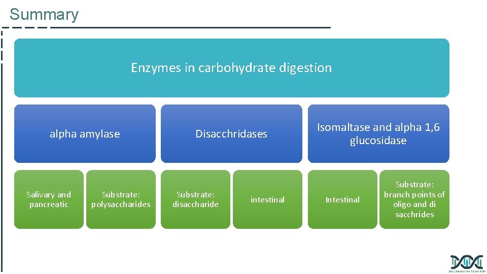 Summary Enzymes in carbohydrate digestion alpha amylase Salivary and pancreatic Substrate: polysaccharides Disacchridases Substrate: