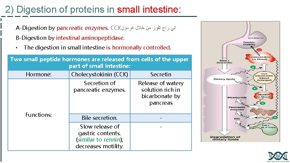 2) Digestion of proteins in small intestine: A-Digestion by pancreatic enzymes. CCK ﻫﺮﻣﻮﻥ ﺧﻼﻝ