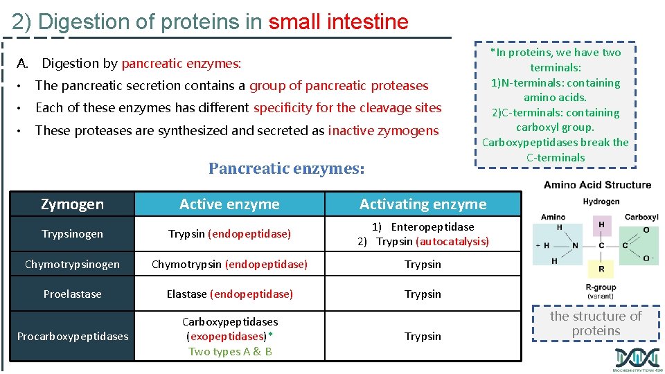 2) Digestion of proteins in small intestine A. Digestion by pancreatic enzymes: • The