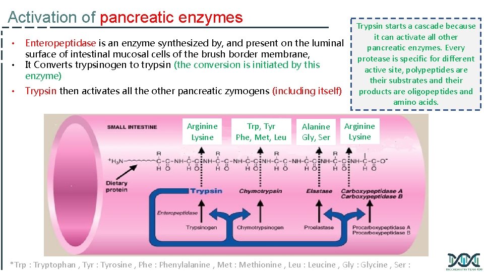 Activation of pancreatic enzymes • • • Enteropeptidase is an enzyme synthesized by, and