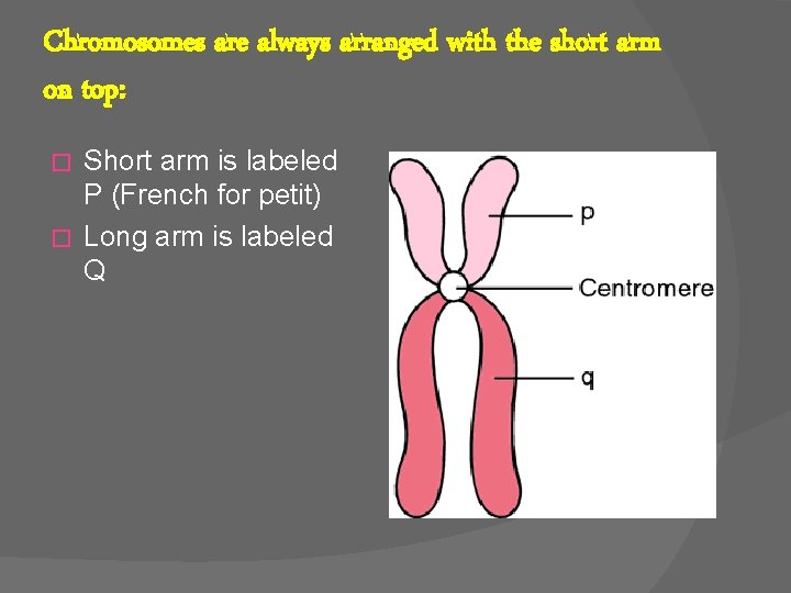 Chromosomes are always arranged with the short arm on top: Short arm is labeled