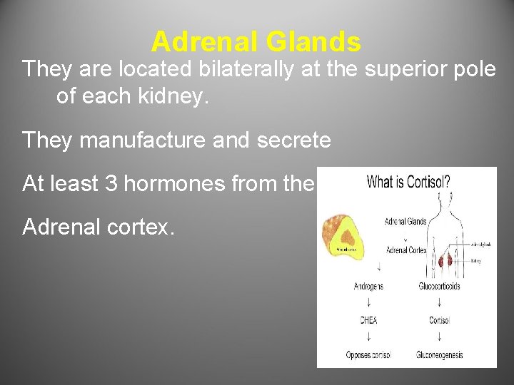 Adrenal Glands They are located bilaterally at the superior pole of each kidney. They