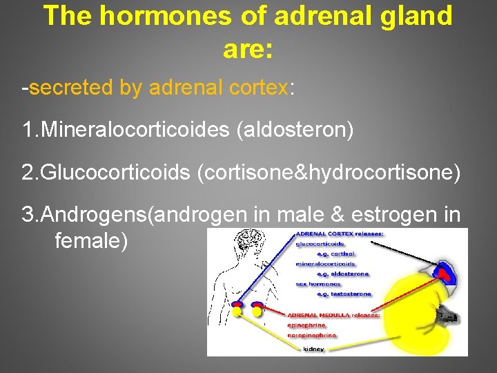 The hormones of adrenal gland are: -secreted by adrenal cortex: 1. Mineralocorticoides (aldosteron) 2.