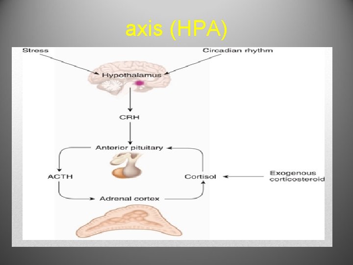axis (HPA) 