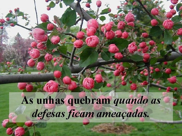 As unhas quebram quando as defesas ficam ameaçadas. 
