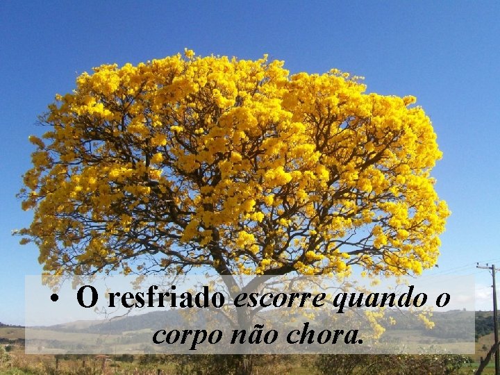  • O resfriado escorre quando o corpo não chora. 