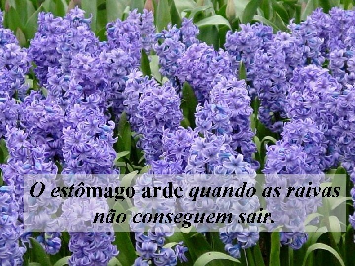 O estômago arde quando as raivas não conseguem sair. 