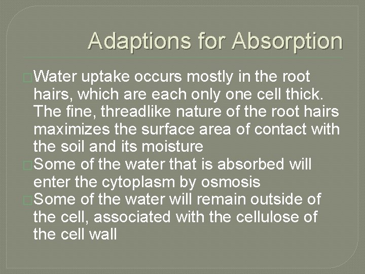 Adaptions for Absorption �Water uptake occurs mostly in the root hairs, which are each