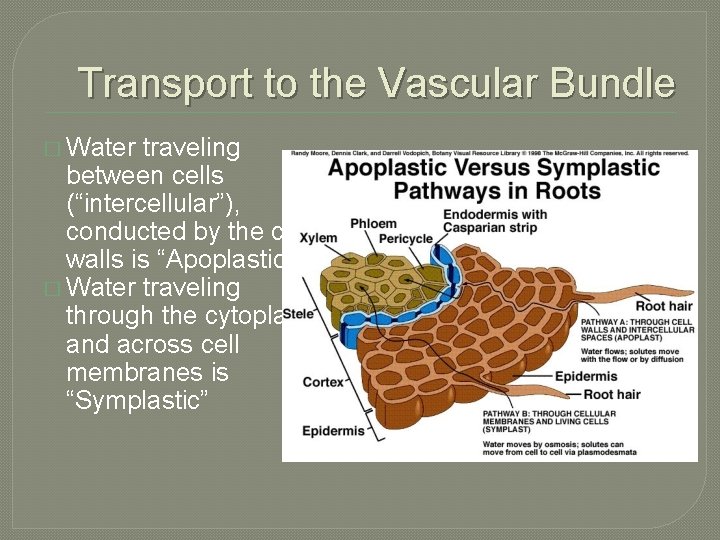 Transport to the Vascular Bundle � Water traveling between cells (“intercellular”), conducted by the