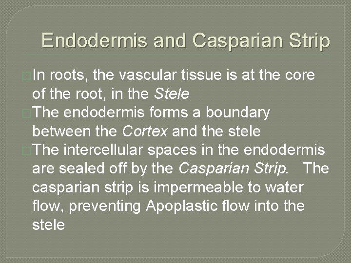 Endodermis and Casparian Strip �In roots, the vascular tissue is at the core of