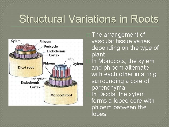 Structural Variations in Roots � The arrangement of vascular tissue varies depending on the