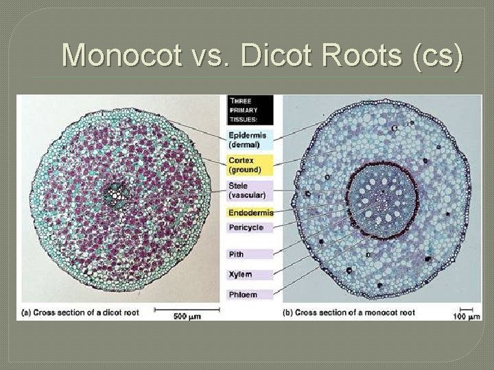 Monocot vs. Dicot Roots (cs) 