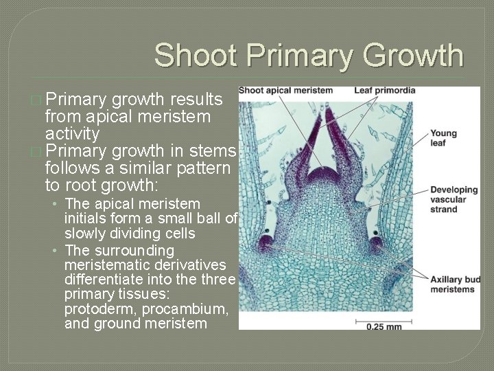 Shoot Primary Growth � Primary growth results from apical meristem activity � Primary growth